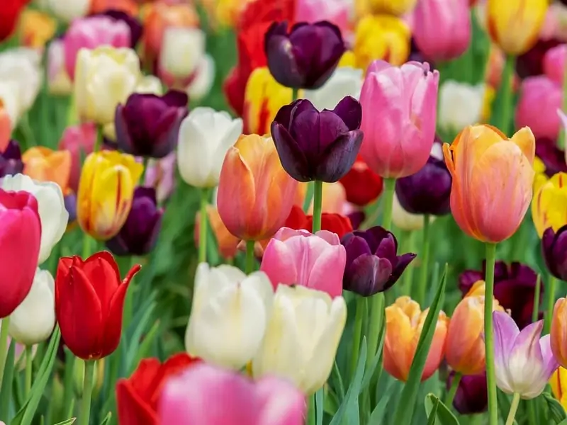 tulipán virágok